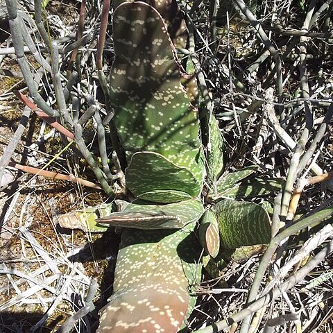 Gasteria disticha unspecified picture