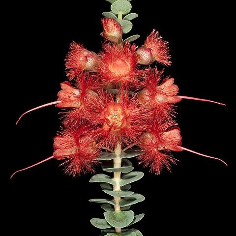 Verticordia grandis unspecified picture