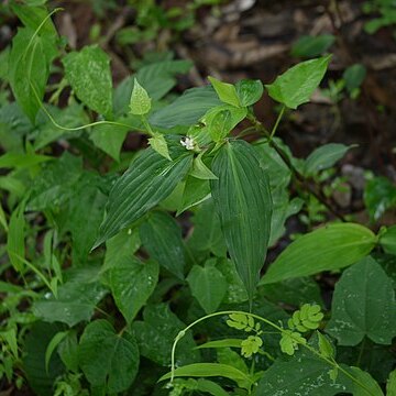 Commelina suffruticosa unspecified picture