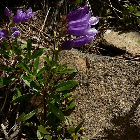Penstemon fruticosus unspecified picture