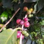 Coffea arabica fruit picture by Sydou Goraji (cc-by-sa)