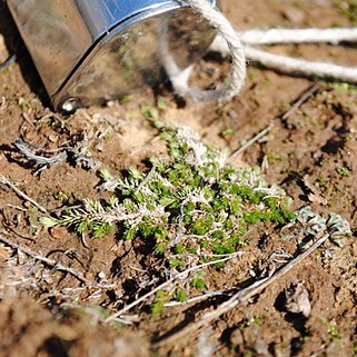 Selaginella cinerascens unspecified picture