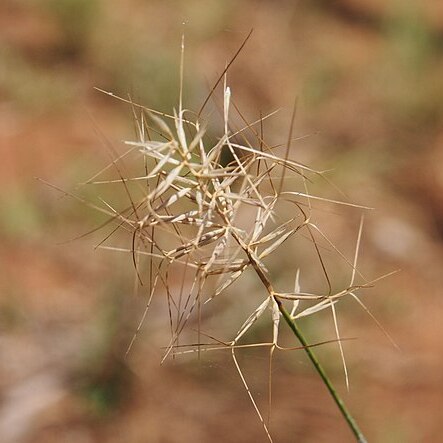 Aristida caput-medusae unspecified picture