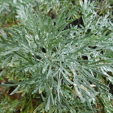Seriphidium caerulescens unspecified picture