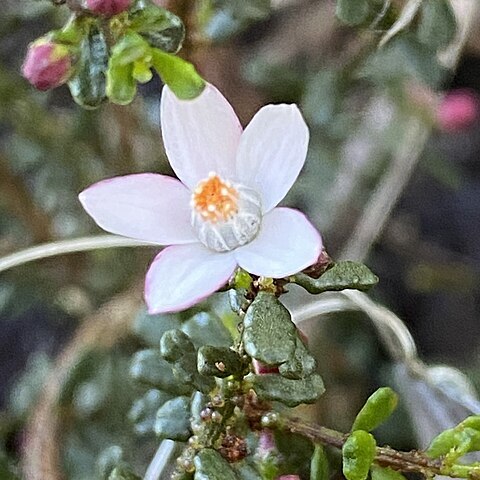 Philotheca angustifolia unspecified picture