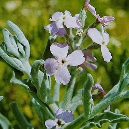 Matthiola unspecified picture
