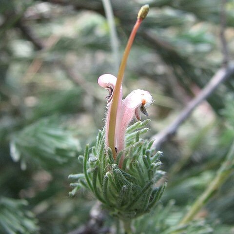 Adenanthos macropodianus unspecified picture