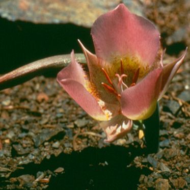 Calochortus persistens unspecified picture