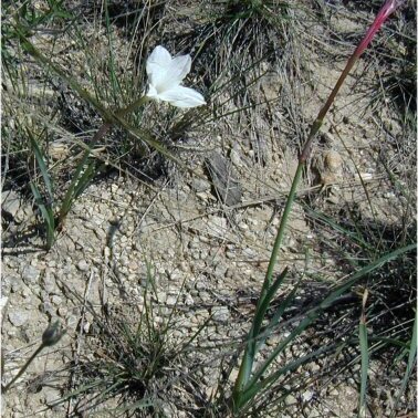 Zephyranthes drummondii unspecified picture