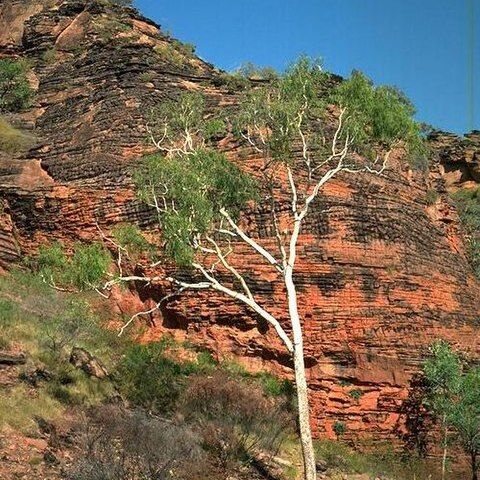 Corymbia dichromophloia unspecified picture