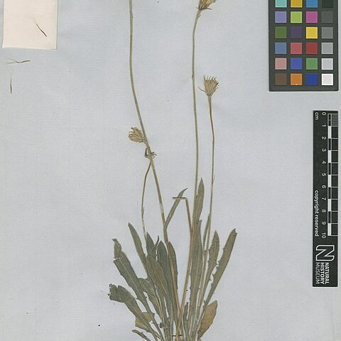 Leontodon oxylepis unspecified picture