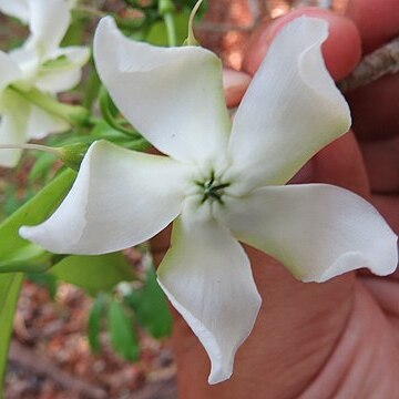 Tabernaemontana amygdalifolia unspecified picture