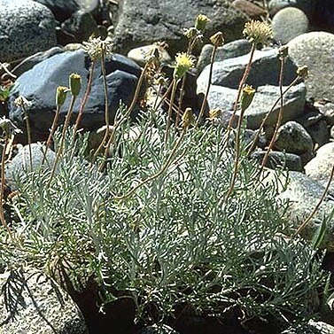 Chaenactis suffrutescens unspecified picture