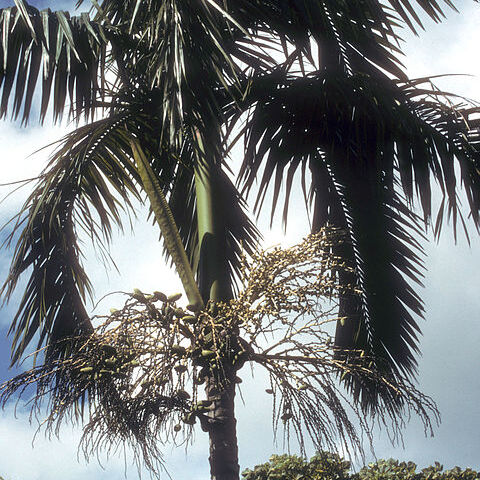 Actinorhytis calapparia unspecified picture