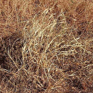 Chionachne unspecified picture