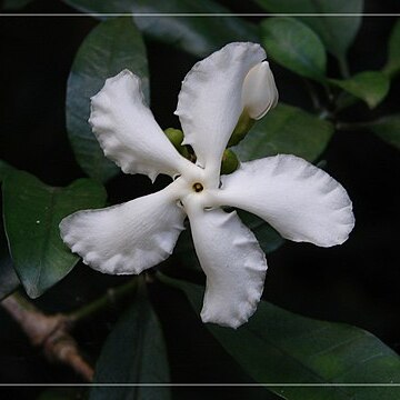 Tabernaemontana ventricosa unspecified picture