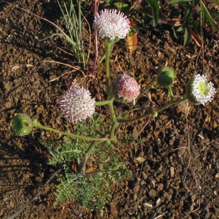 Chaenactis artemisiifolia unspecified picture