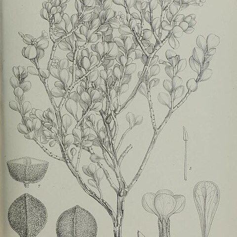 Lachnocapsa spathulata unspecified picture