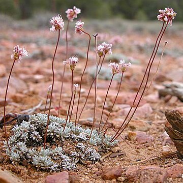 Eriogonum kennedyi unspecified picture