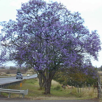 Jacaranda unspecified picture