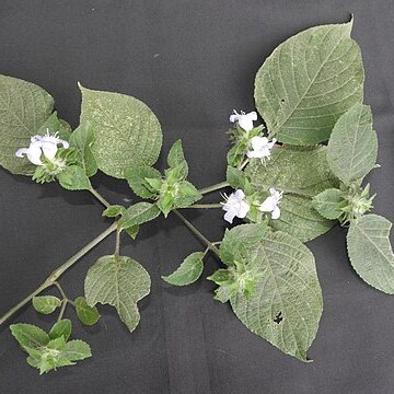 Strobilanthes pulneyensis unspecified picture