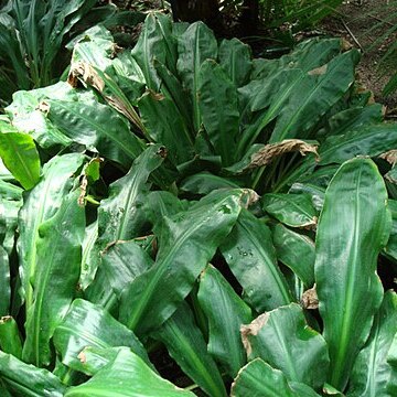 Palisota barteri unspecified picture