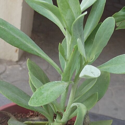 Kleinia grandiflora unspecified picture