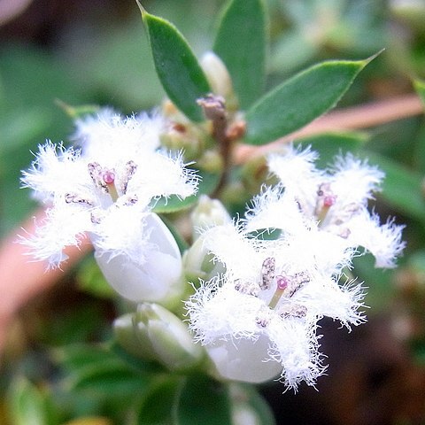 Pentachondra pumila unspecified picture