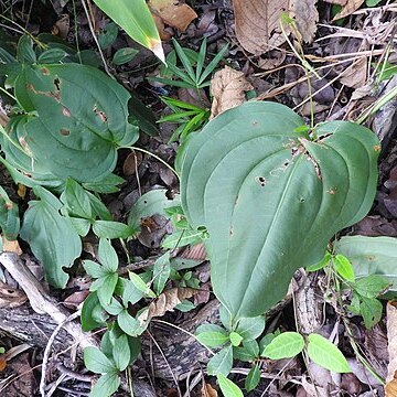 Dioscorea glabra unspecified picture