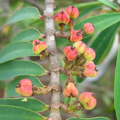 Chamaesyce unspecified picture