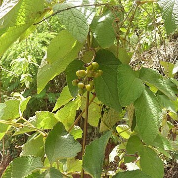 Ampelocissus araneosa unspecified picture