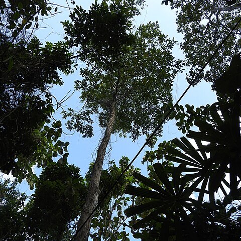 Lagerstroemia hypoleuca unspecified picture