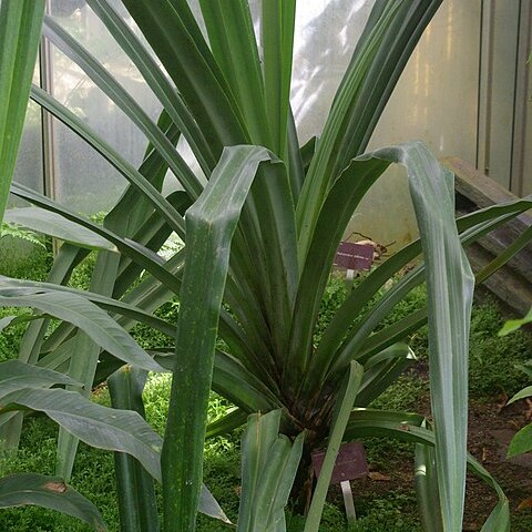 Pandanus eydouxia unspecified picture