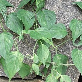 Dicliptera cuneata unspecified picture