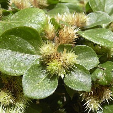 Alternanthera unspecified picture