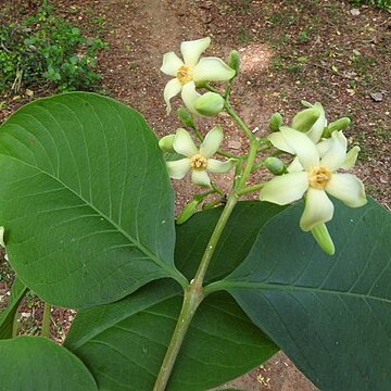 Wrightia indica unspecified picture
