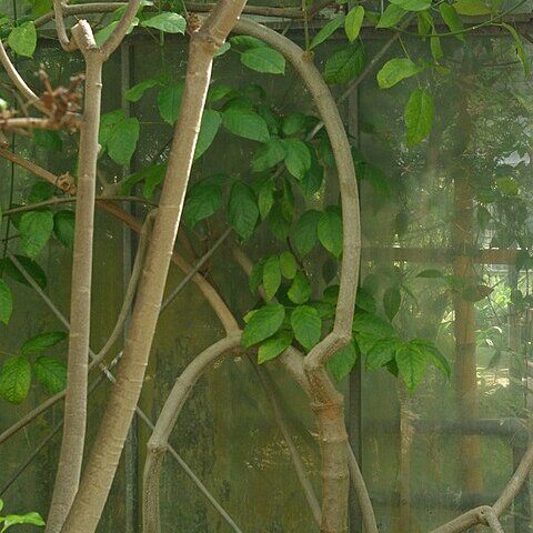 Tanaecium crucigerum unspecified picture