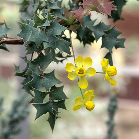 Berberis fremontii unspecified picture