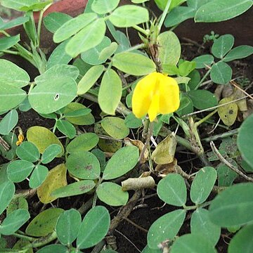 Arachis villosa unspecified picture