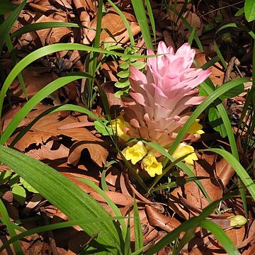 Curcuma neilgherrensis unspecified picture