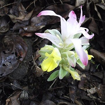 Curcuma neilgherrensis unspecified picture