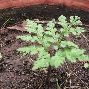 Botrychium daucifolium unspecified picture