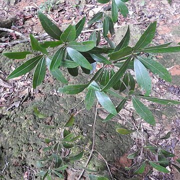 Actinodaphne campanulata unspecified picture