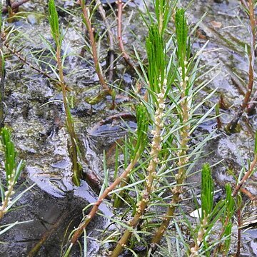 Myriophyllum oliganthum unspecified picture