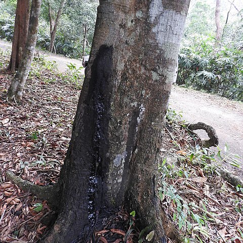 Semecarpus auriculata unspecified picture