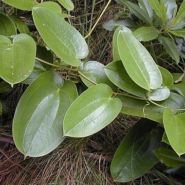 Smilax melastomifolia unspecified picture