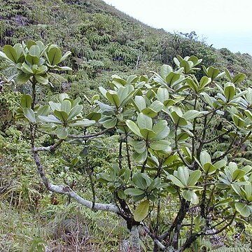 Melicope unspecified picture