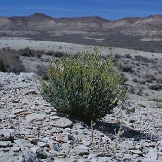 Hesperidanthus unspecified picture