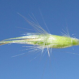 Rytidosperma caespitosum unspecified picture