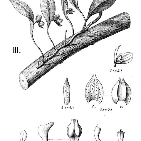 Acianthera variegata unspecified picture